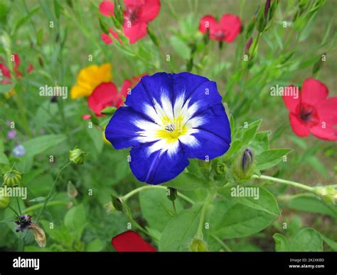 Blue Morning Glory In A Flower Meadow Ipomoea Nil Stock Photo Alamy