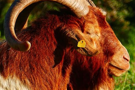 Hd Wallpaper Focus Shot Of Brown And Gray Ram Photography Goat Billy