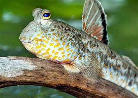 mengenal ikan tembakul  ikan lincah penjaga ekosistem bakau