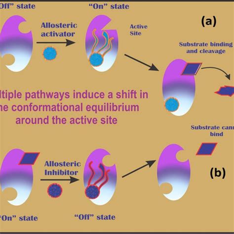 Mechanism Of Allosteric Regulation In Proteins A Allosteric Activator