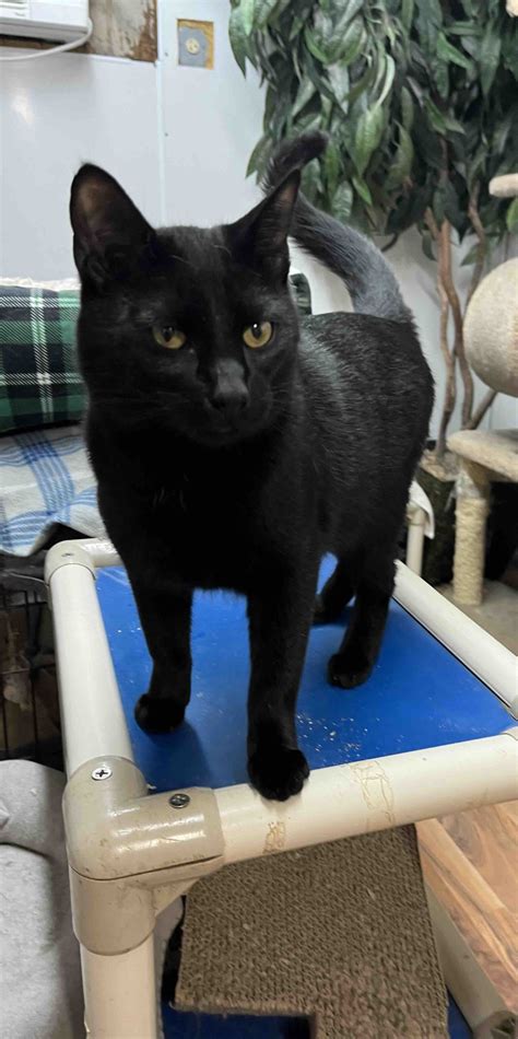 Cats - PetSavers of Shreveport, LA