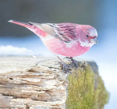 Rose Finch: The Cotton Candy Bird in the Snow