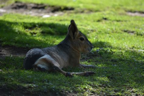 Патагонский Мара Животное Зоопарк - Бесплатное фото на Pixabay