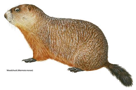 Donna Naughton On The Natural History Of Canadian Mammals Ncpr News