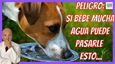 Mi Perro Está Triste Y Bebe Mucha Agua Todo Sobre Animales Y Bichos