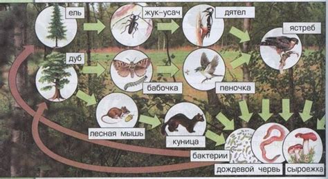 Как составить схему цепи питания характерной для лесного сообщества?