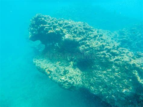 Sharks Cove Snorkeling In Oahu Hawaii North Shore Stock Photo Image