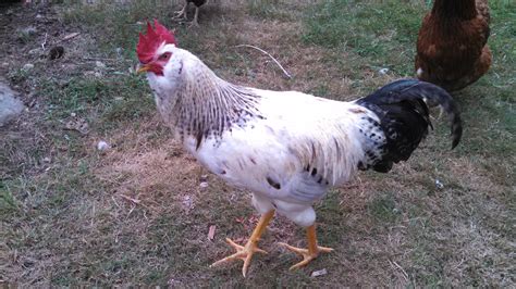 This Is My Four Month Old Rooster Fluffyi Have No Idea What Breed