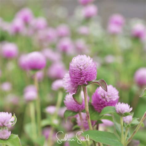 Rose Gomphrena Seeds