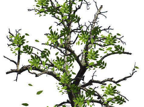 Branch PNG Images Transparent Background PNG Play