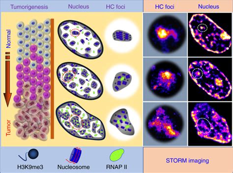 Super Resolution Imaging Reveals The Evolution Of Higher Order