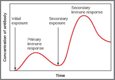 Difference Between Primary And Secondary Immune Response Primary Vs Secondary Immune Response