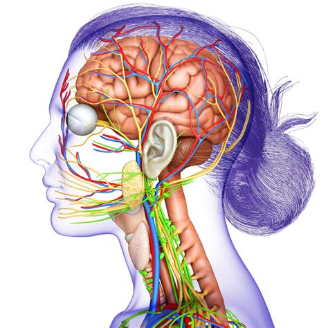 Cranial Nerve Injury — BrainInjury.com
