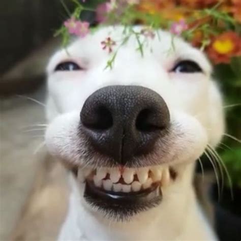 wallpapers  funny dog wallpapers funny dogs wallpapers