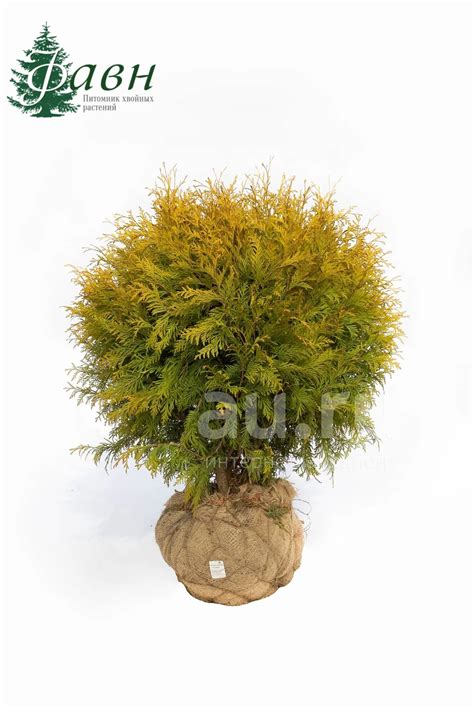 ТУЯ ЗАПАДНАЯ ГЛОБОЗА АУРЕА | THUJA OCCIDENTALIS GLOBOSA AUREA 60-80 СМ ...