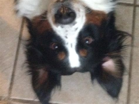 HomeFreak on a leash LLC dog training near me virginia beach puppy