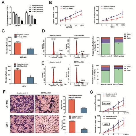 Knockdown Of CCAT2 In Glioma Cell Lines Suppressed Cell Proliferation