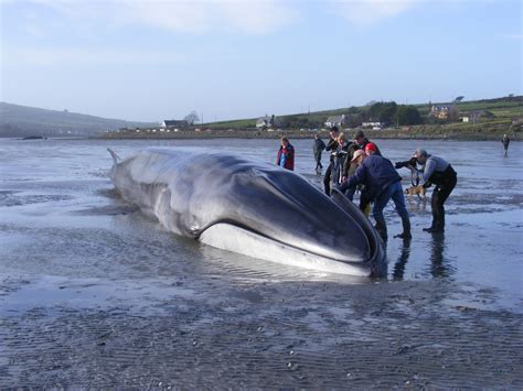 Fin Whale
