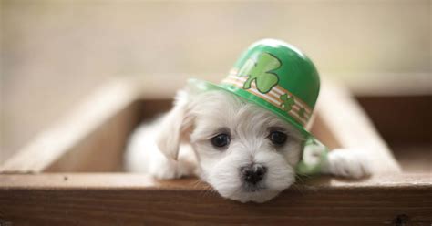 Mountain Top Maltese Happy St Patricks Day