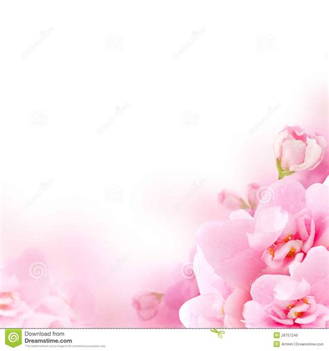 Pink Flower White Background Wallpapersafari