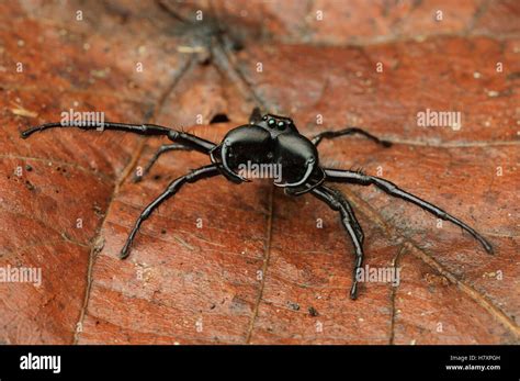 Jumping Spider Hyllus Walckenaeri Displaying Its Massive Chelicerae