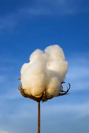 Top world cotton market players - Fashionnetwork.com ww