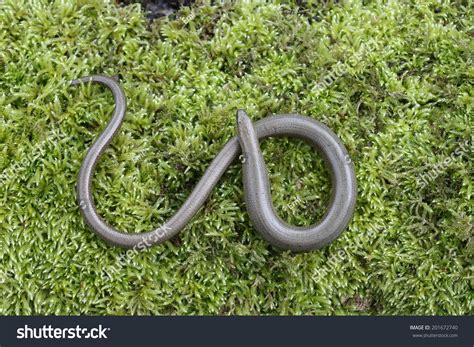 slow worm anguis fragilis single reptile stock photo