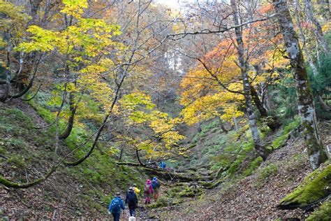 芦生の森 上谷・杉尾峠 三国岳・経ヶ岳・小野村割岳の写真29枚目 杉尾峠が見えてきた 由良川源頭はもうすぐ Yamap ヤマップ