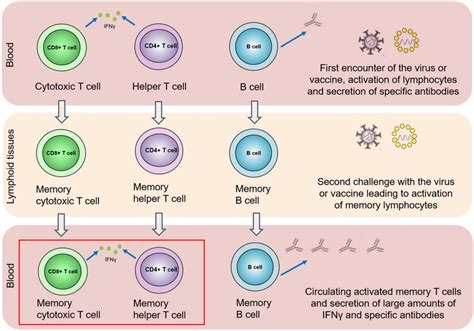 Localization And Migration Of T Cells In The Course Of The Immune