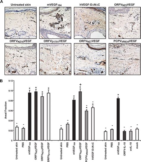 Evaluation Of The Angiogenic Response Induced In Vivo By Viral VEGF