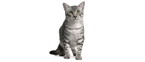 Egyptian Mau Breed Guide And Profile Litter-Robot, 49% OFF