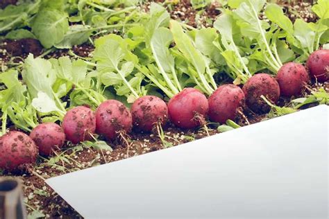 Редиска вырастет за 16 дней: скороспелые сорта для теплицы | новости ...