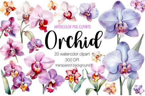 orchid flower maintenance 9