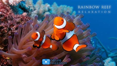 3hrs Stunning Underwater Footage Relaxing Music French Polynesia