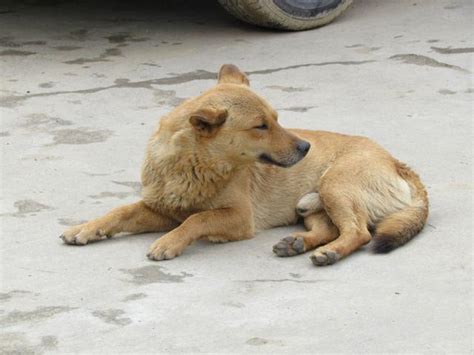 中華田園犬才是老祖宗給我們留下的最好的禮物 每日頭條