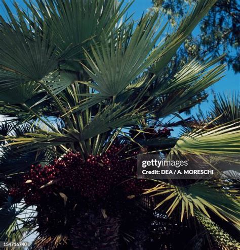 Scrub Palmetto Photos And Premium High Res Pictures Getty Images