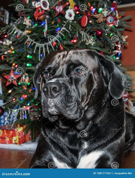 Large Black Dog in Front of Christmas Tree - Vertical Stock Photo