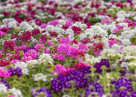 Вербена обыкновенная: требования, выращивание и уход