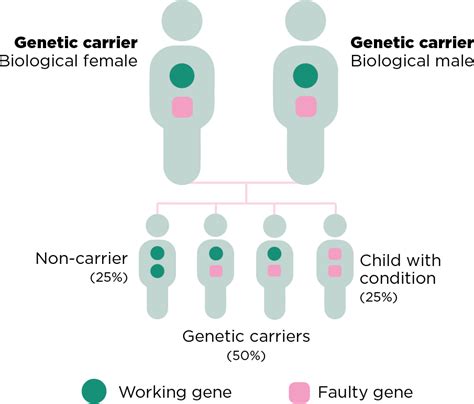 Genetic Carrier Screening Fertility Expert Dr Lynn Burmeister