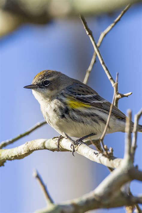 Yellow Rumped Warblers Should Arrive In Houston Area Any Time Now