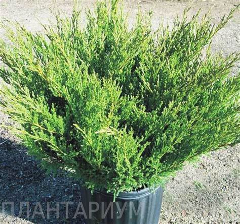 Можжевельник горизонтальный "Андорра компакт" (Juniperus horizontalis ...