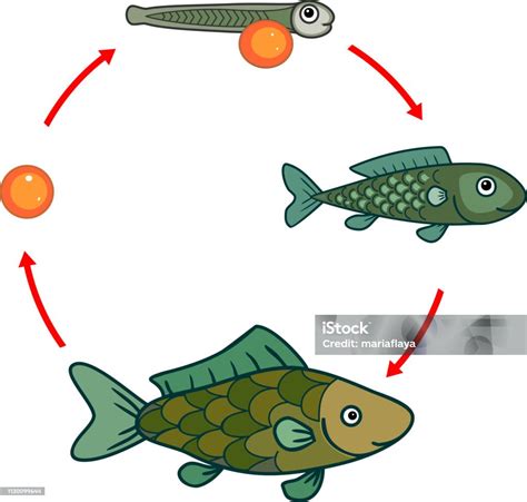 Ilustración De Ciclo De Vida De Los Peces Secuencia De Etapas De