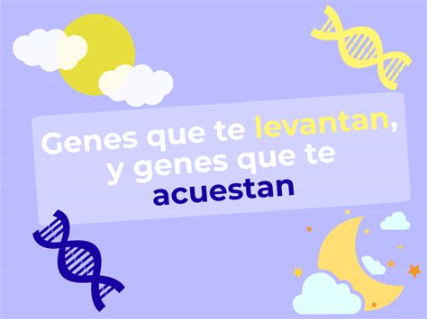 Ciclo Circadiano Genes Que Te Levantan Y Genes Que Te Acuestan