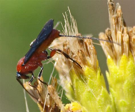 Braconid Wasp Bassus Sp Bugguidenet