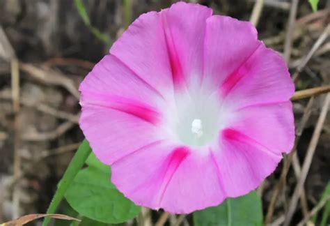 28 Morning Glory Varieties with Pictures and Names