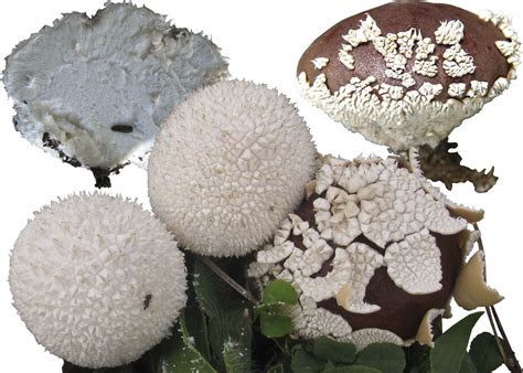 ДОЖДЕВИК БЕЛЫЙ - Михаил Вишневский