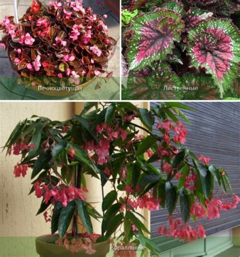 Бегония клубневая. Уход в домашних условиях зимой, осенью, посадка в ...