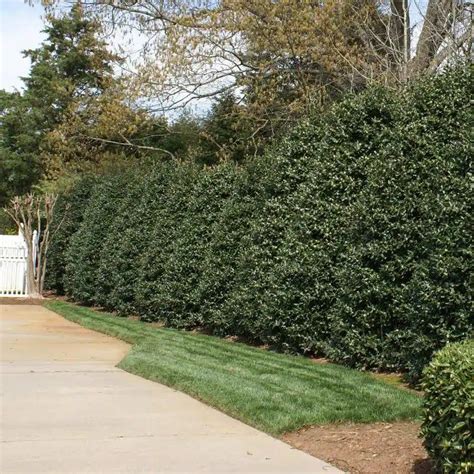 20 Fast Growing Privacy Plants For Neighbors Who Suddenly Built A Deck