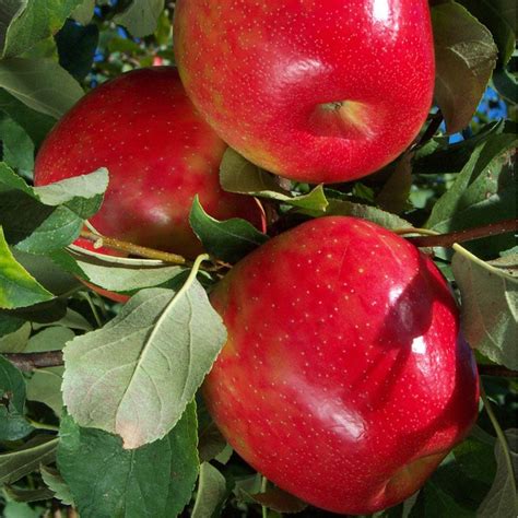 Honeycrisp Apple Tree The Worlds Best Apple Flavor Even Better When