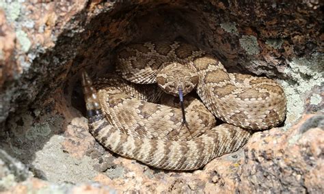 Black Snakes In Nevada Az Animals